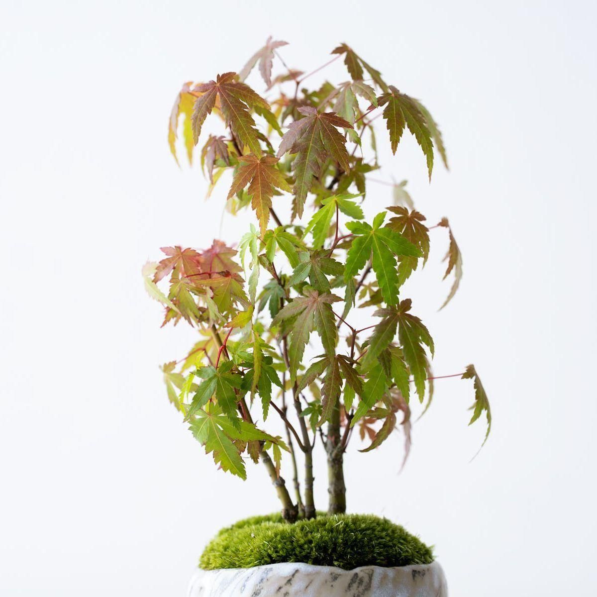 ヤマモミジの林｜no.001 - 石木花 オンラインストア｜小さな器に大きな自然