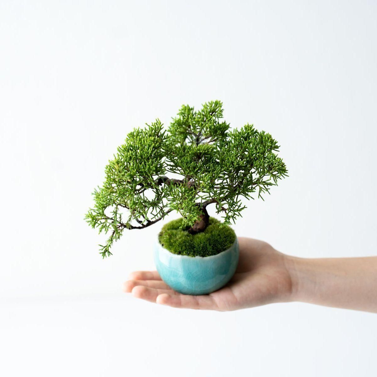 糸魚川シンパク｜no.008 - 石木花 オンラインストア｜小さな器に