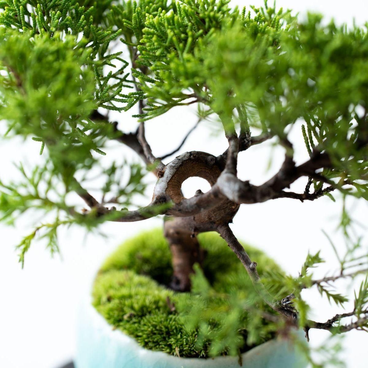 糸魚川シンパク｜no.008 - 石木花 オンラインストア｜小さな器に