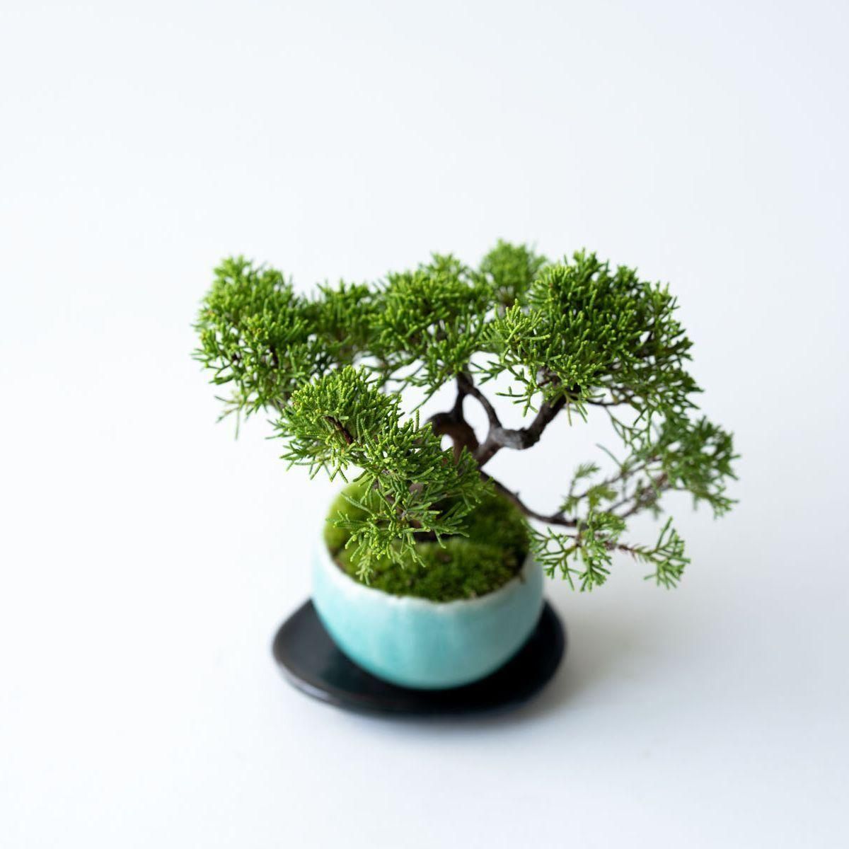 糸魚川シンパク｜no.008 - 石木花 オンラインストア｜小さな器に大きな自然