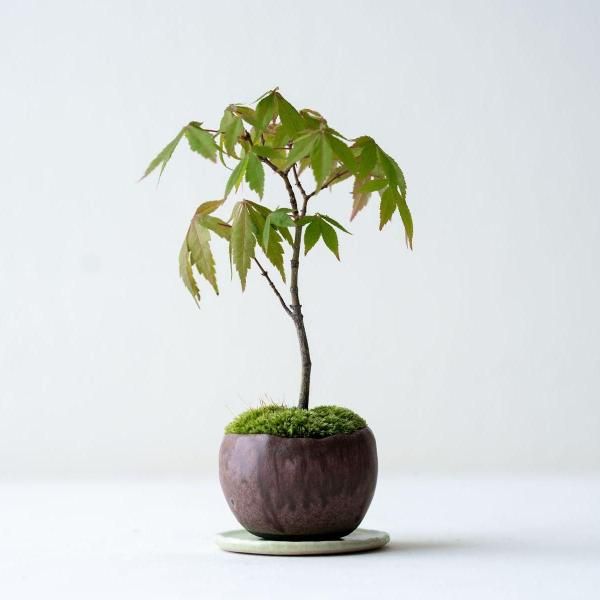 植物 - 石木花 オンラインストア｜小さな器に大きな自然