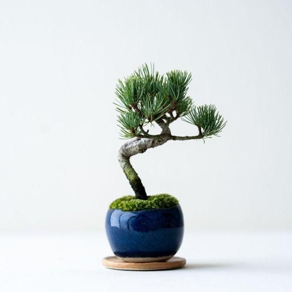 植物 - 石木花 オンラインストア｜小さな器に大きな自然