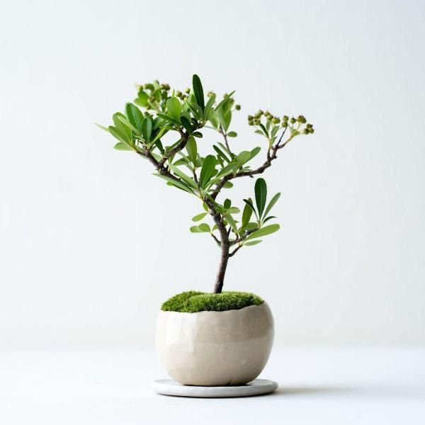 石木花 オンラインストア｜小さな器に大きな自然