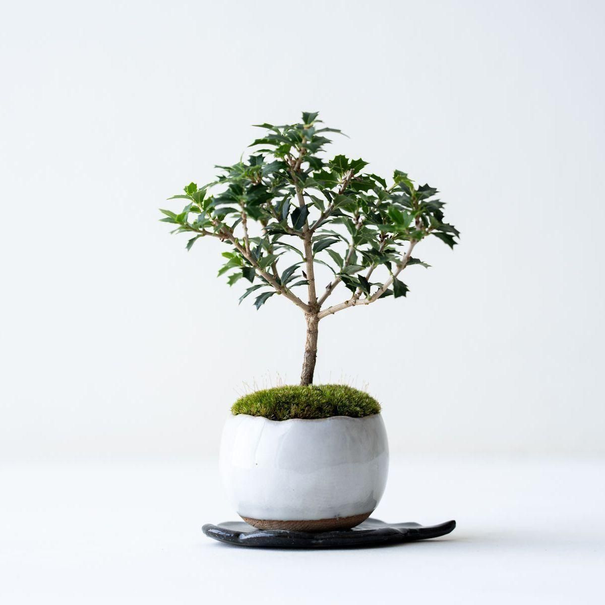 188634673.jpg?cmsp_timestamp=