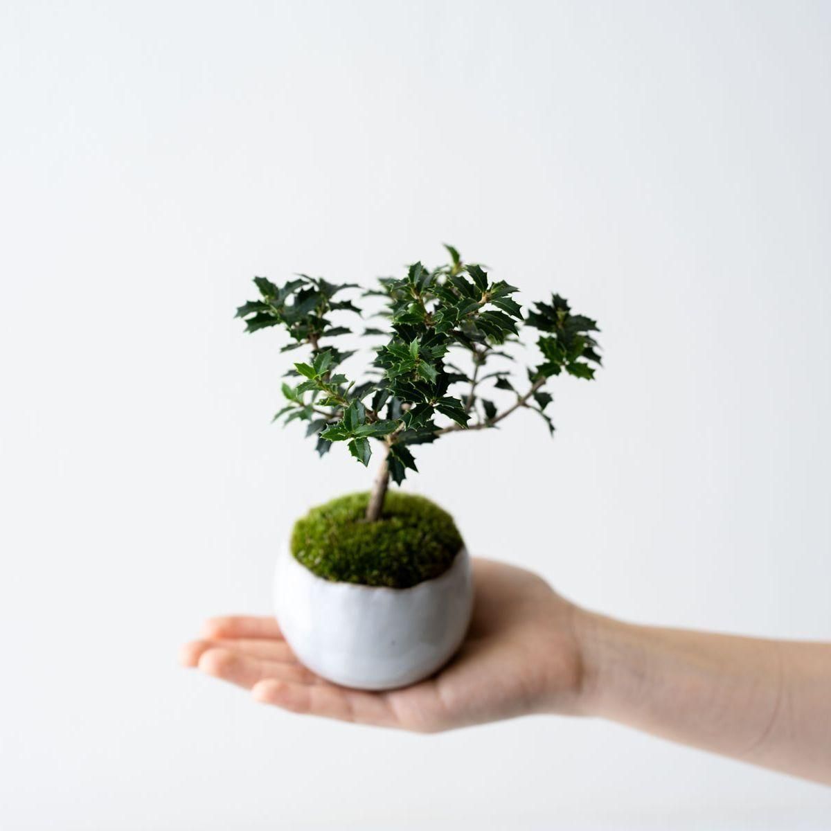 ヒイラギ：香り姫｜no.011 - 石木花 オンラインストア｜小さな器に