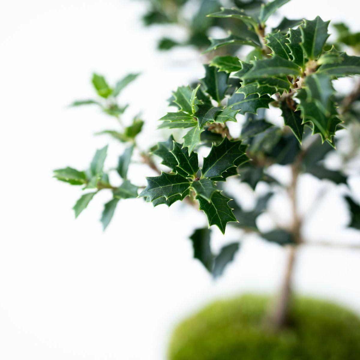 ヒイラギ：香り姫｜no.011 - 石木花 オンラインストア｜小さな器に