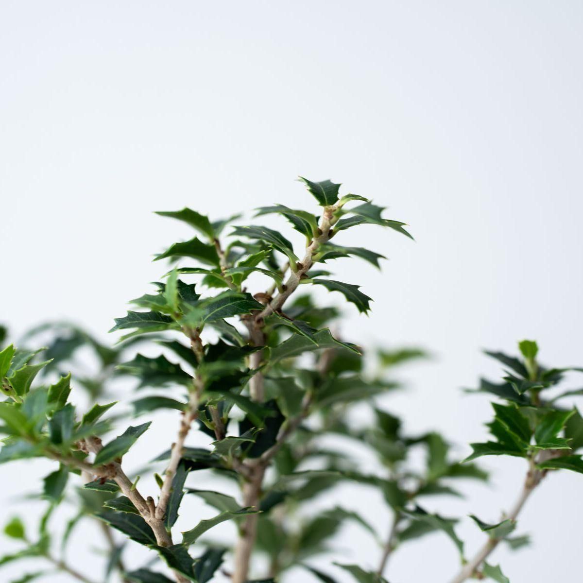 ヒイラギ：香り姫｜no.011 - 石木花 オンラインストア｜小さな器に