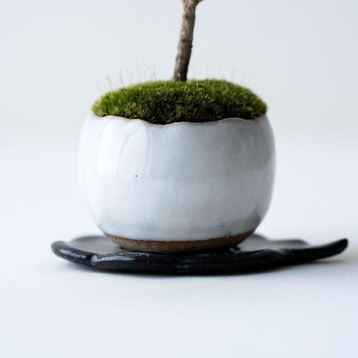 ヒイラギ：香り姫｜no.011 - 石木花 オンラインストア｜小さな器に