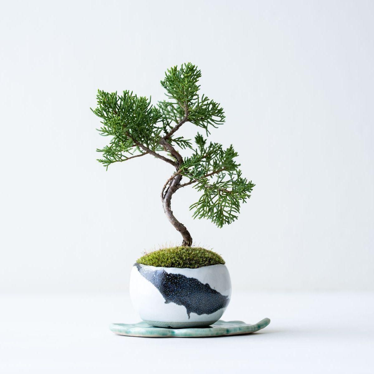 銀葉シンパク｜no.008 - 石木花 オンラインストア｜小さな器に大きな自然