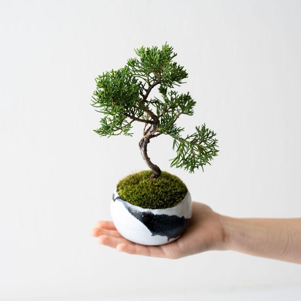 大size　銀着せ一重岩石ハバキ　美品 銀葉シンパク｜no.008 - 石木花 オンラインストア｜小さな器に