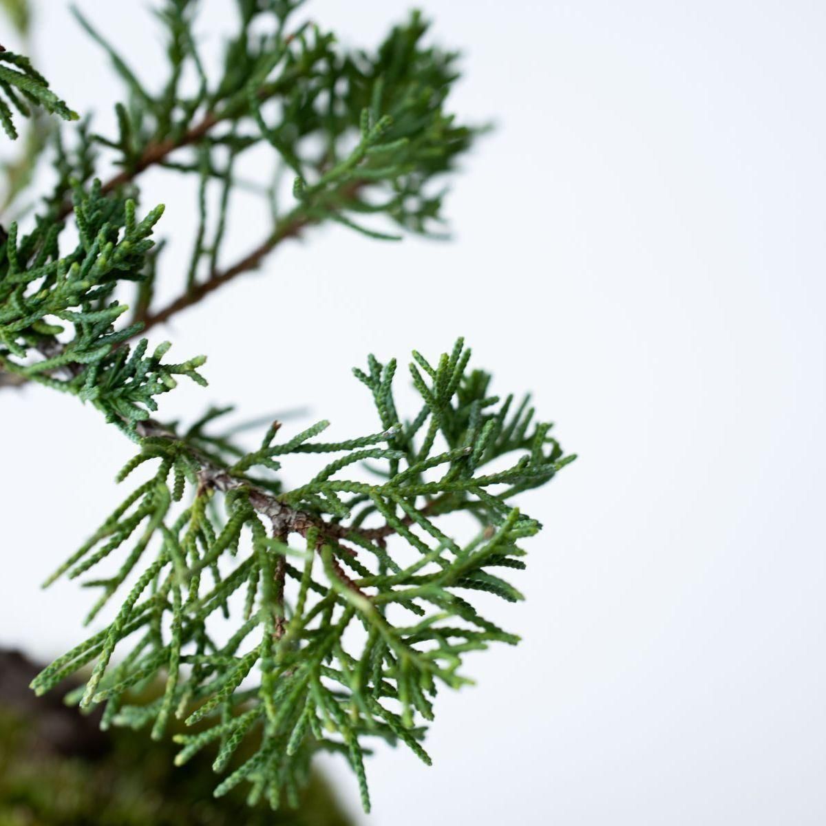 銀葉シンパク｜no.008 - 石木花 オンラインストア｜小さな器に