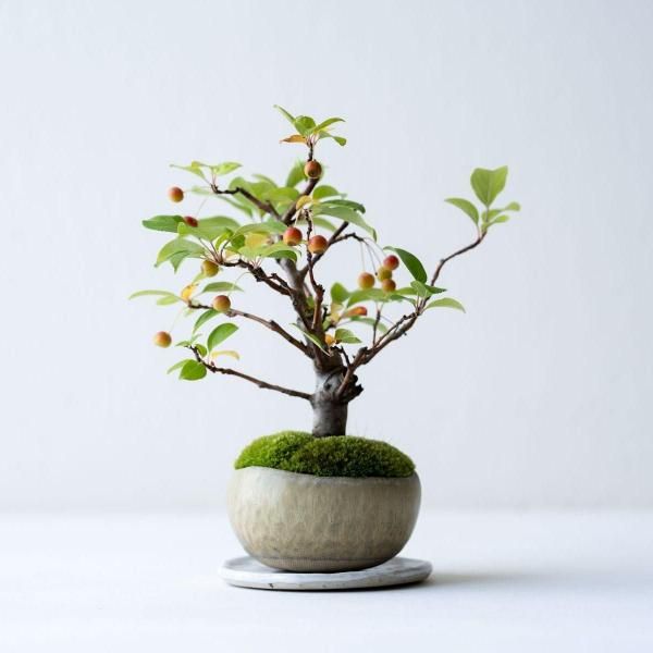 石木花 オンラインストア｜小さな器に大きな自然