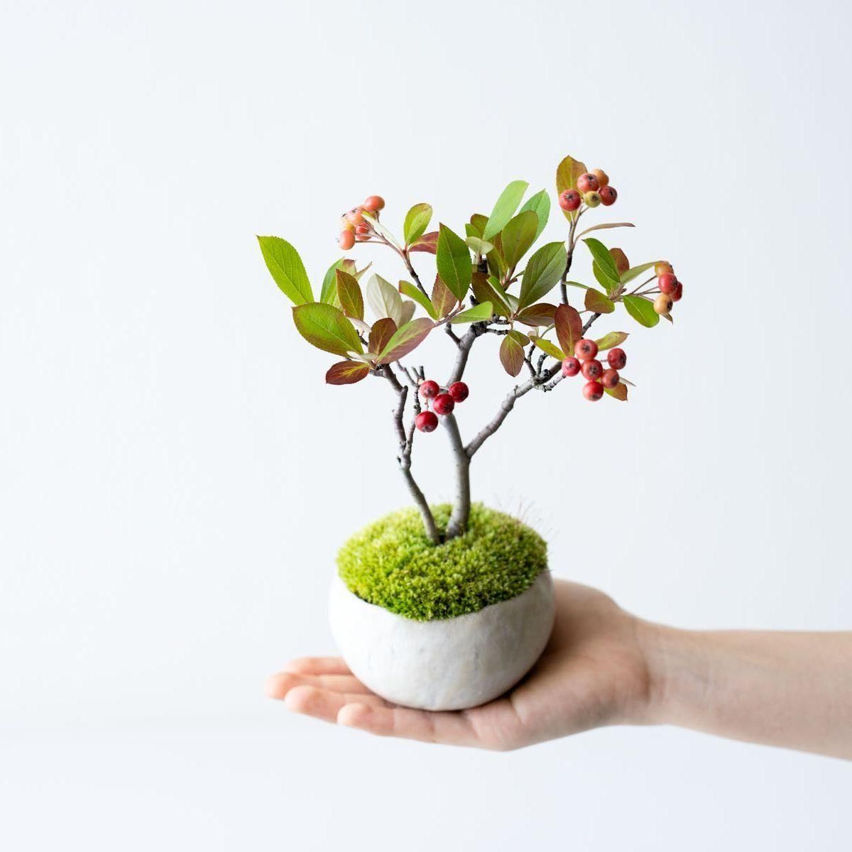 セイヨウカマツカ｜no.001 - 石木花 オンラインストア｜小さな器に