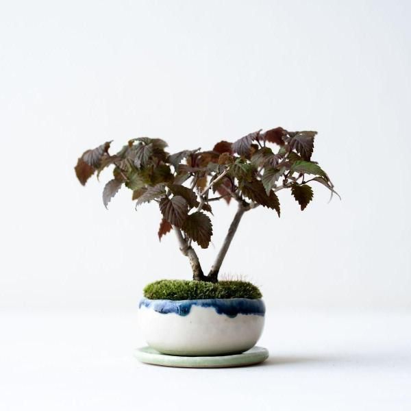 オトコヨウゾメ盆栽 SS004 オトコヨウゾメ盆栽 SS004 盆栽創