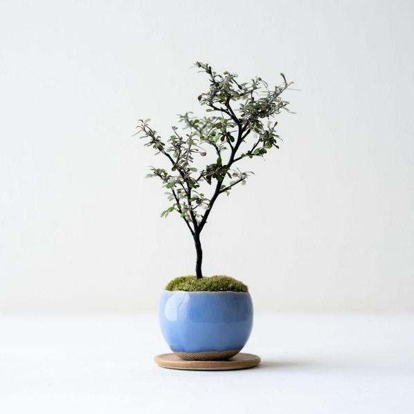 中国　玉石寿山石彫刻　小さな植木鉢　盆栽鉢　V　8759E 中国 玉石寿山石彫刻 小さな植木鉢 盆栽鉢 V 8759E