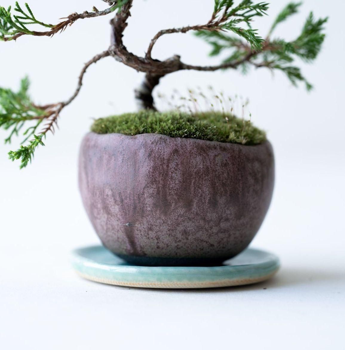 糸魚川シンパク｜no.011 - 石木花 オンラインストア｜小さな器に大きな自然