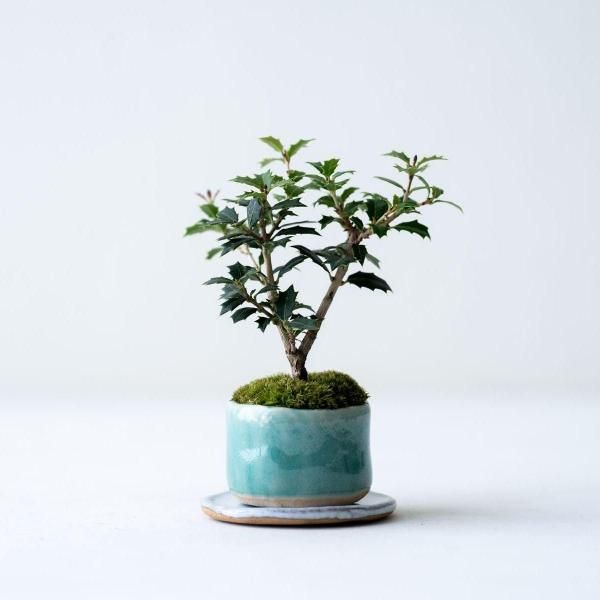 ヒイラギ:香り姫|no.013