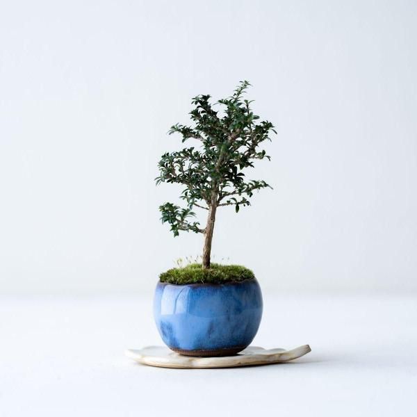 錦松　盆栽　8号陶器鉢つき　古木❗ 錦松 盆栽 8号陶器鉢つき 古木❗