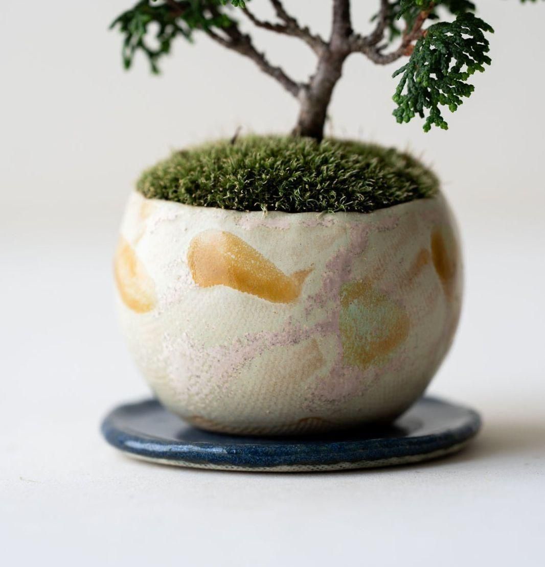 八房ヒノキ｜no.001 - 石木花 オンラインストア｜小さな器に大きな自然