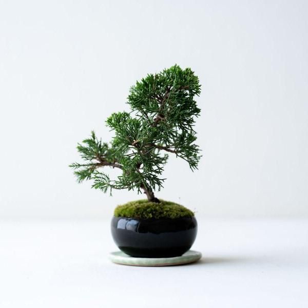 糸魚川シンパク|no.016