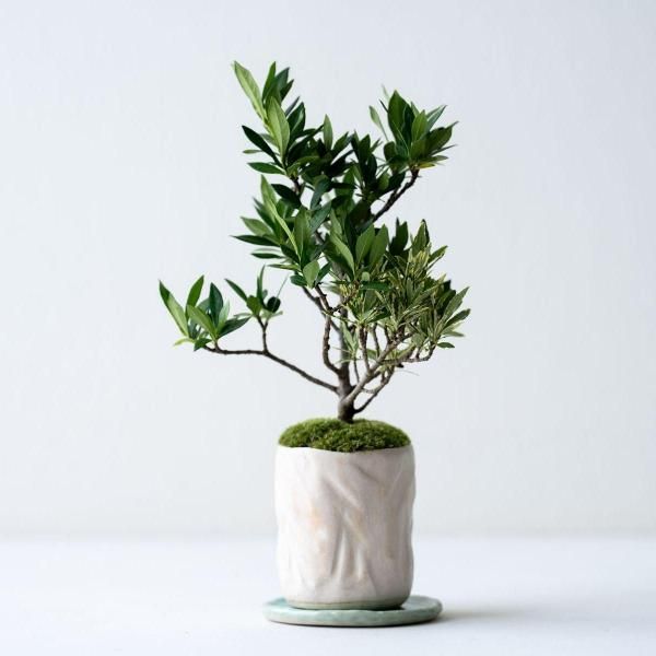 姫クチナシ|枝変わり|no.001