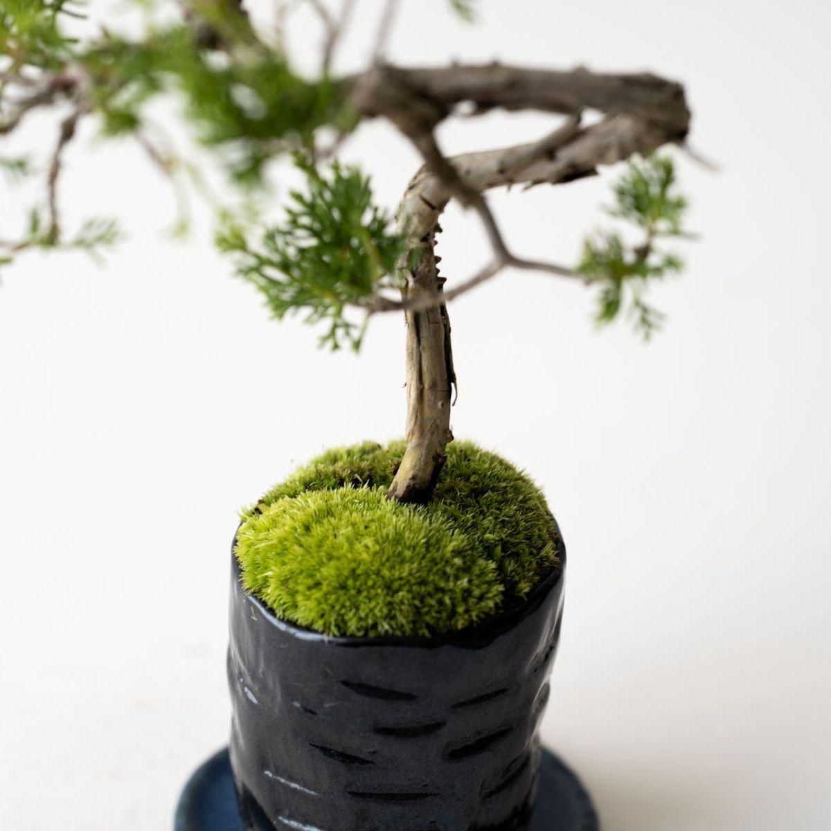 糸魚川シンパク｜no.017 - 石木花 オンラインストア｜小さな器に大きな自然