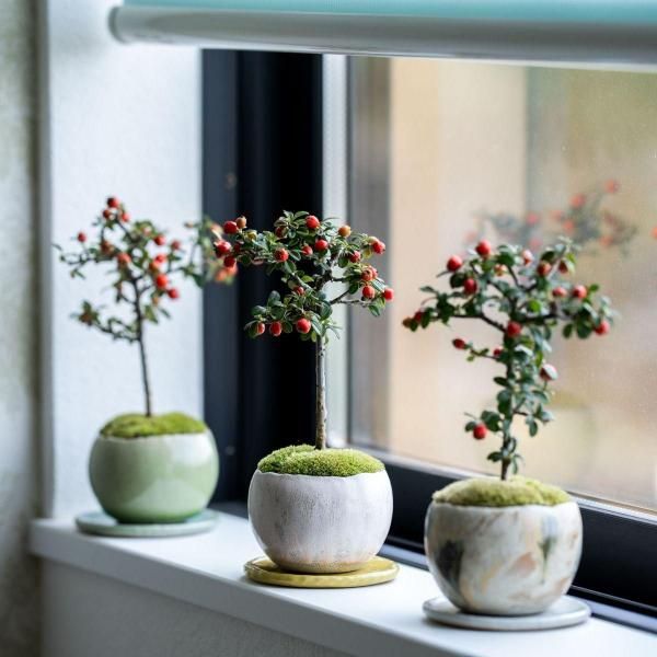 ޥĥLÿ ڼåȡ<img class='new_mark_img2' src='https://img.shop-pro.jp/img/new/icons5.gif' style='border:none;display:inline;margin:0px;padding:0px;width:auto;' />