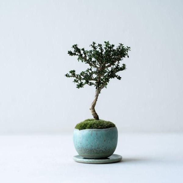 商品検索 - 石木花 オンラインストア｜小さな器に大きな自然