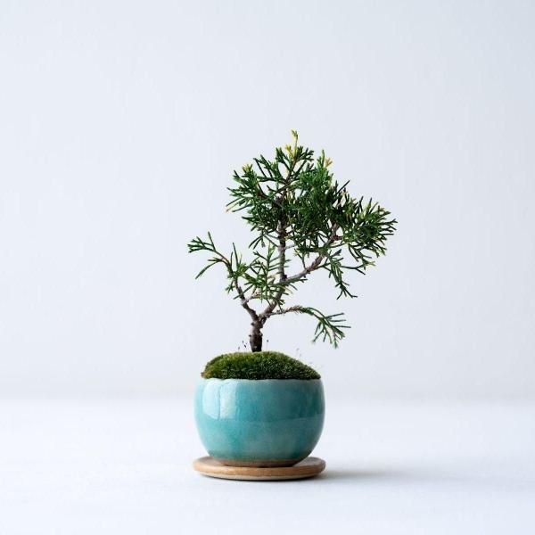 植物 - 石木花 オンラインストア｜小さな器に大きな自然