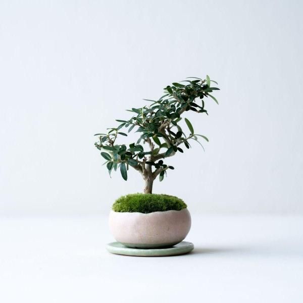 ɱ���꡼�֡�no.006