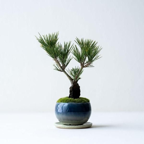 �Ӿ���no.001