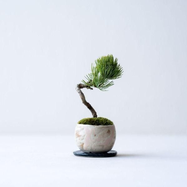 商品検索 - 石木花 オンラインストア｜小さな器に大きな自然