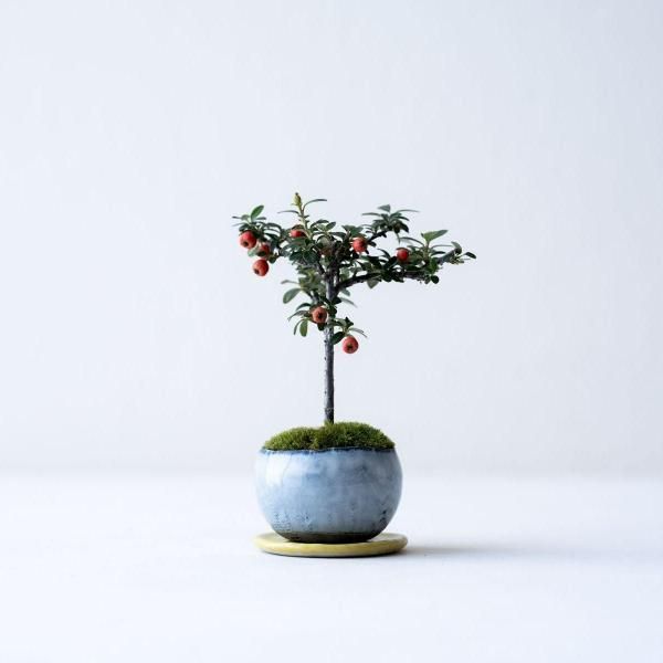 ���ޥĥ���������no.008