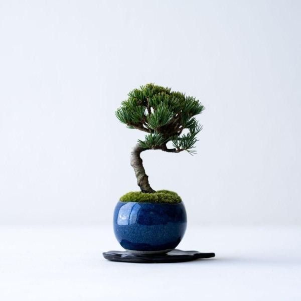 商品検索 - 石木花 オンラインストア｜小さな器に大きな自然