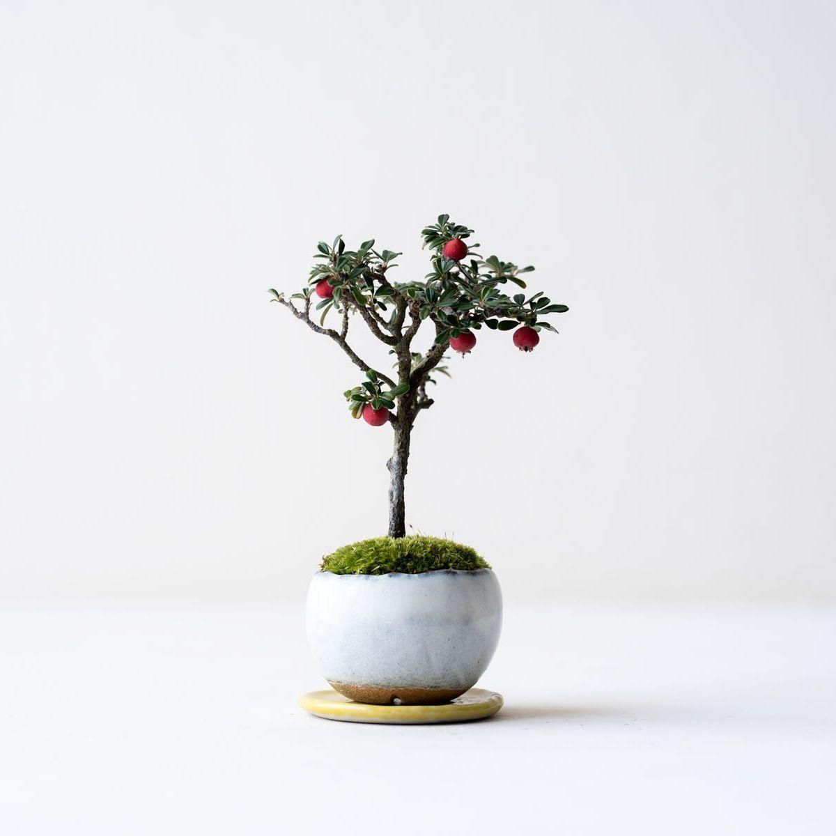 シロシタン|no.016