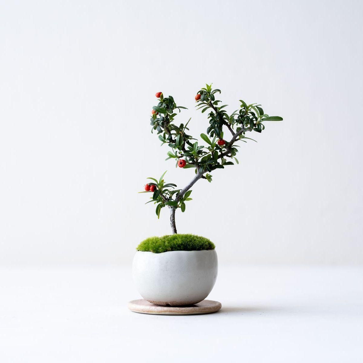 姫トキワサンザシ|no.005