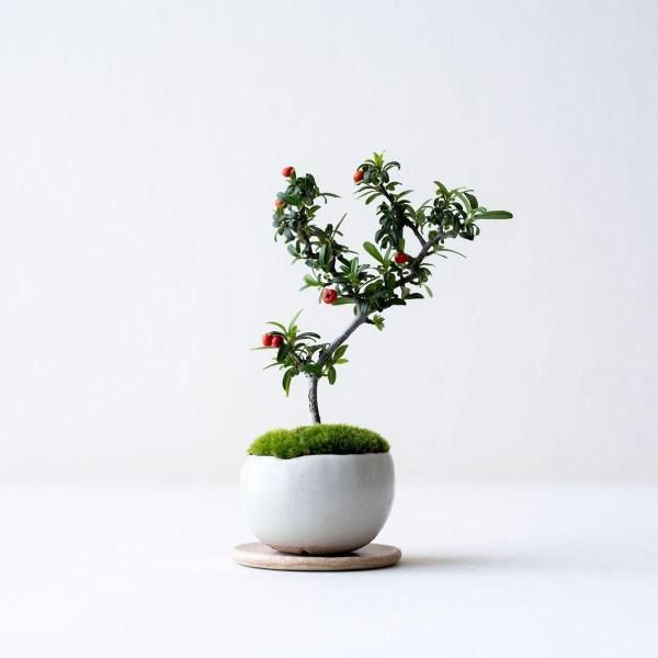 ɱ�ȥ��掠�󥶥���no.005