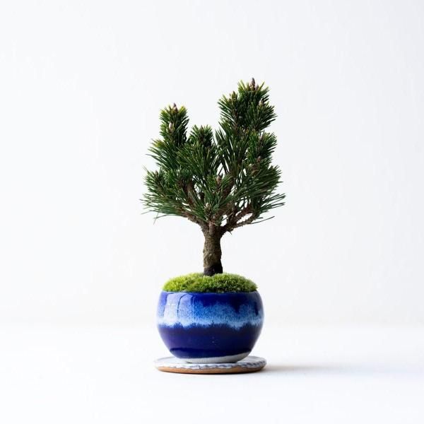 ������no.001