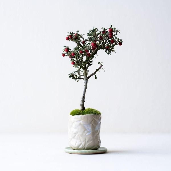 �����������no.017