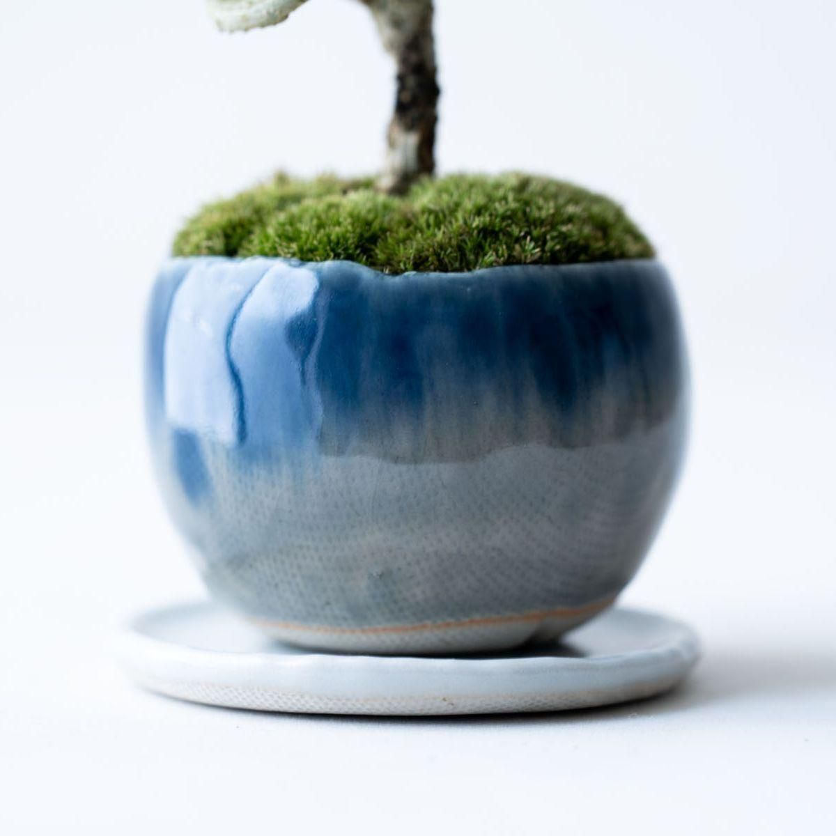 姫オリーブ｜no.008 - 石木花 オンラインストア｜小さな器に大きな自然