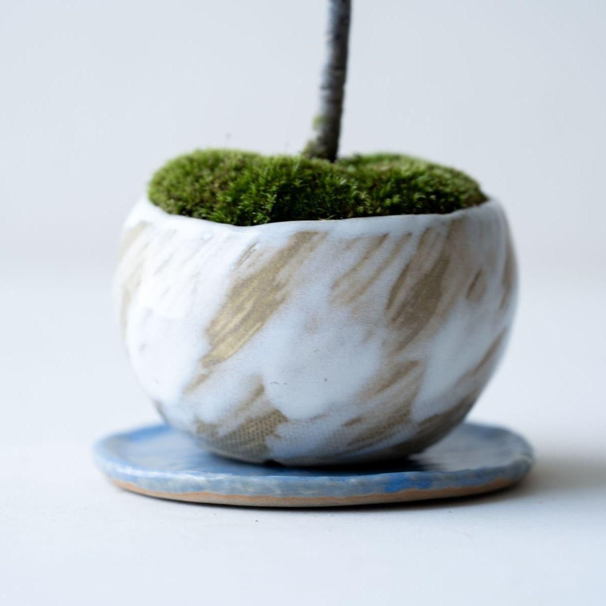 万両｜no.003 - 石木花 オンラインストア｜小さな器に大きな自然｜盆栽