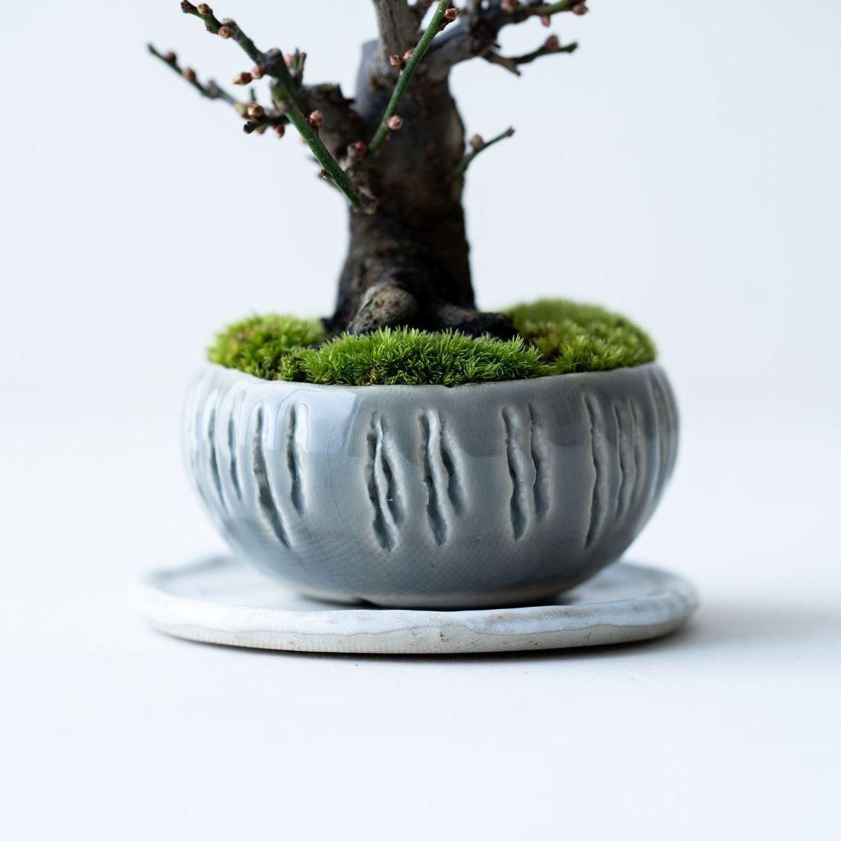 野梅：冬至｜no.011 - 石木花 オンラインストア｜小さな器に大きな自然