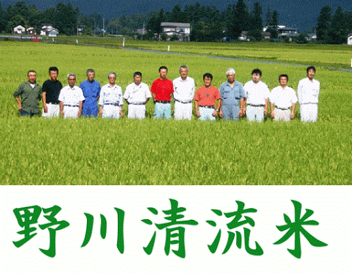 令和6年産 野川清流米特別栽培米 山形県産ミルキークイーン 令和6年産 野川清流米特別栽培米 山形県産ミルキークイーン