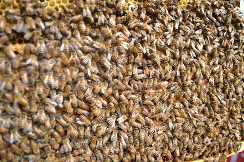 花粉交配用蜜蜂 （セイヨウミツバチ）交尾済み 女王蜂