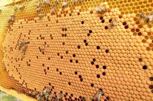 確認用　ミツバチ様 散歩中にミツバチに襲われ、全身から「2443本のハチの針」を摘出