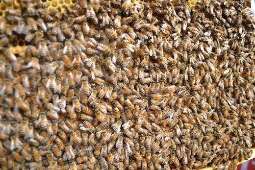 交配用ミツバチ 3枚無王群