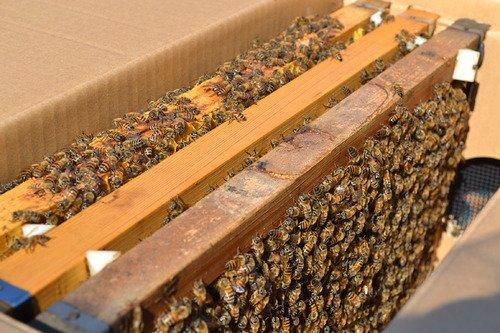 交配用ミツバチ 3枚無王群