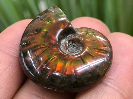 マダガスカル産ファイヤーアンモナイト 9g - stone-planet マダガスカル産ファイヤーアンモナイト 9g - stone-planet