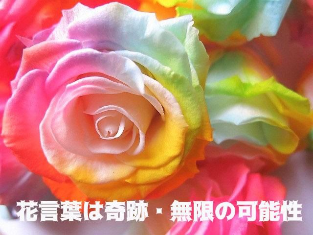 レインボーカラー プリザーブドフラワー アレンジメント プリザーブドフラワーアレンジメント商品 – 京華クラフトショップ