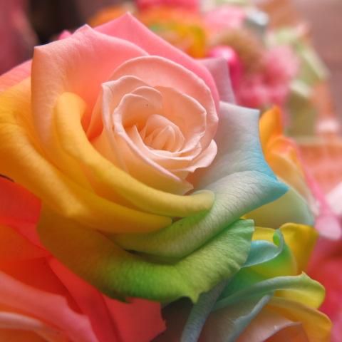 誕生日プレゼント 花束風 フラワーギフト レインボーローズ